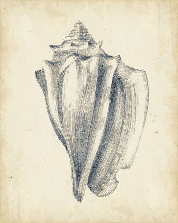 Picture of CUSTOM ANTIQUE SHELL STUDY IV (ASH)
