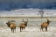 Picture of CUSTOM REFUGE ELK (ASH)