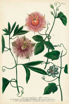 Picture of ANTIQUE PASSION FLOWER I