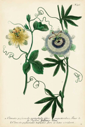 Picture of ANTIQUE PASSION FLOWER II