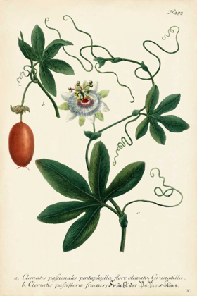 Picture of ANTIQUE PASSION FLOWER III
