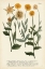Picture of SAFFRON GARDEN III
