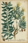 Picture of WEINMANN FOLIAGE AND FRUIT IV
