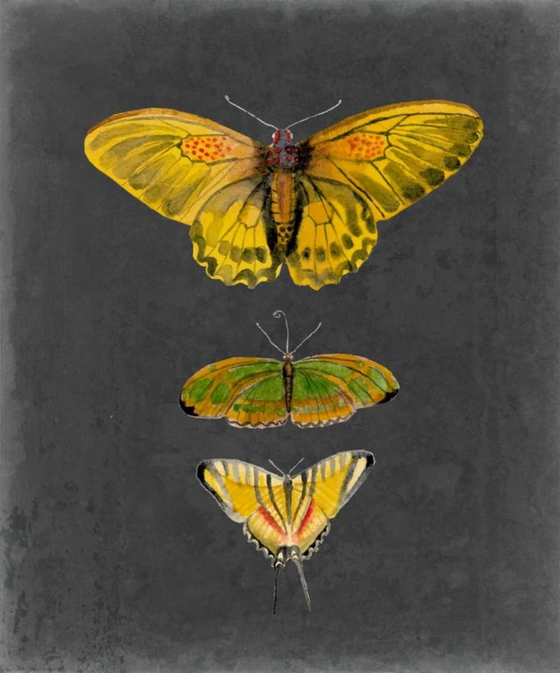 Picture of BUTTERFLIES ON SLATE I