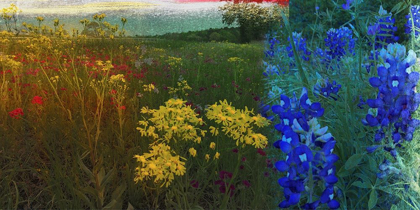 Picture of 36X72 WILDFLOWER PANORAMA (ASH)