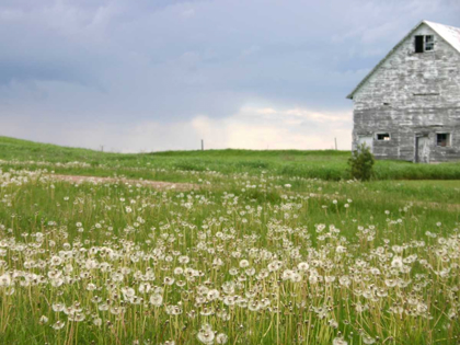 Picture of BARN SCAPE II