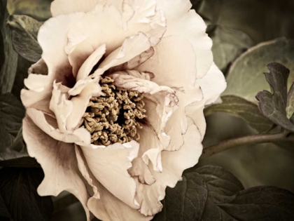 Picture of GOLDEN ERA PEONY I