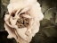 Picture of GOLDEN ERA PEONY I