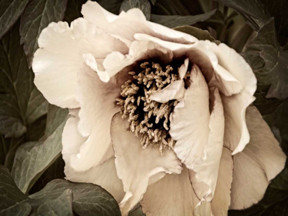 Picture of GOLDEN ERA PEONY III