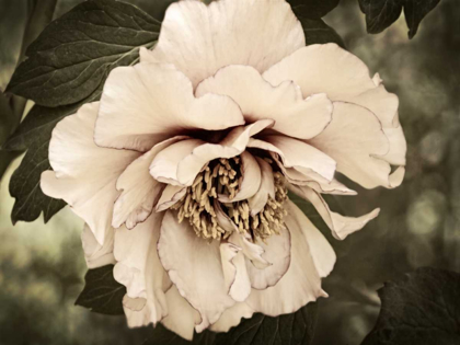 Picture of GOLDEN ERA PEONY IV