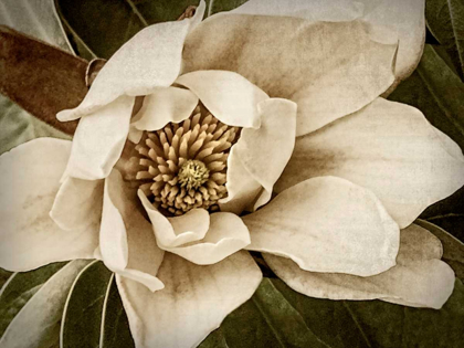 Picture of CLASSIC MAGNOLIA I