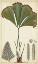 Picture of 40X24 FOLIAGE BOTANIQUE I (ASH)