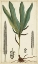 Picture of 40X24 FOLIAGE BOTANIQUE II (ASH)