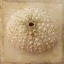 Picture of SEPIA SHELL II