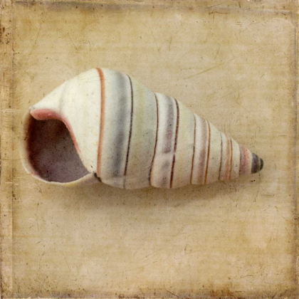 Picture of SEPIA SHELL IV