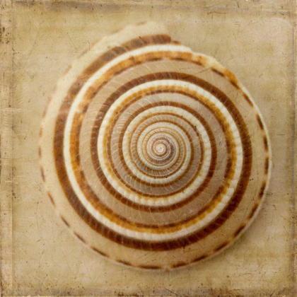 Picture of SEPIA SHELL V