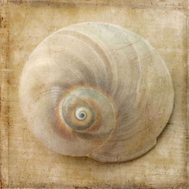 Picture of SEPIA SHELL VI