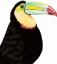 Picture of WATERCOLOR TOUCAN