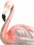 Picture of WATERCOLOR FLAMINGO