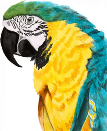 Picture of WATERCOLOR PARROT