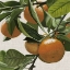 Picture of BRIGHT CITRUS I