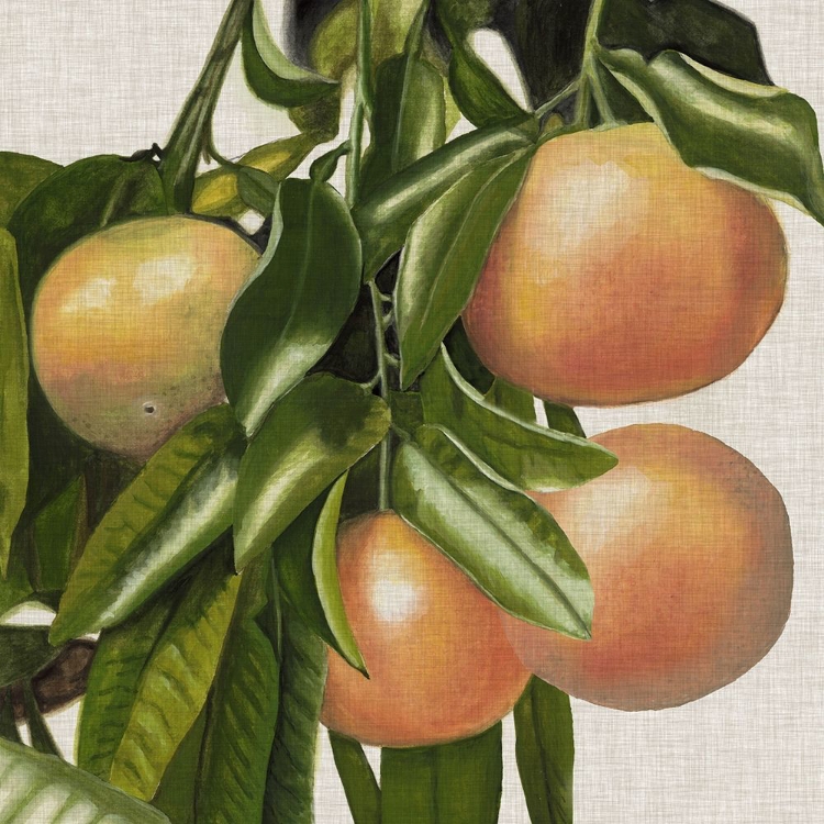 Picture of BRIGHT CITRUS II