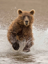 Picture of BEARS AT PLAY II