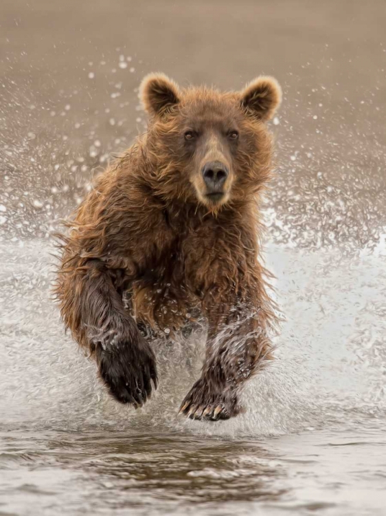Picture of BEARS AT PLAY II
