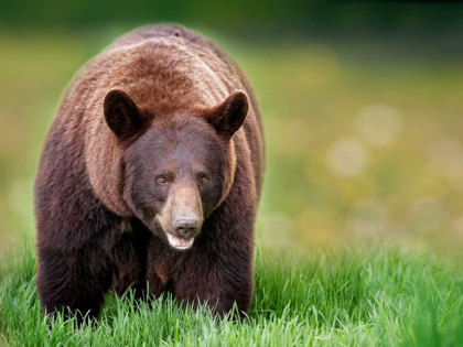 Picture of BEARS AT PLAY III