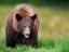Picture of BEARS AT PLAY III