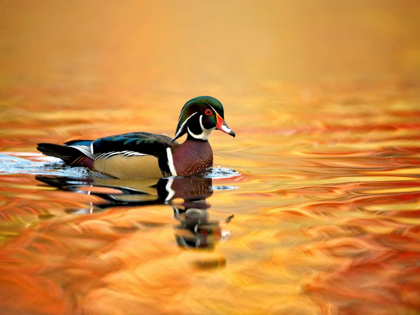 Picture of WATER BIRD GLIMPSE II