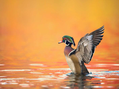 Picture of WATER BIRD GLIMPSE III