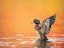 Picture of WATER BIRD GLIMPSE III