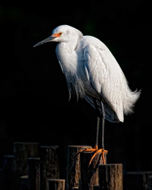 Picture of WATER BIRD GLIMPSE IV