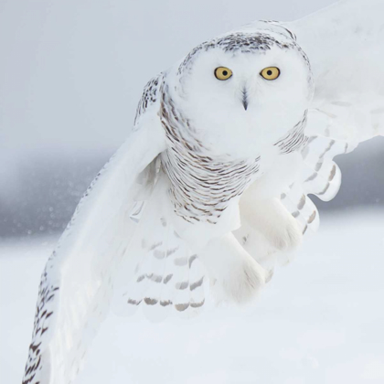 Picture of OWL IN FLIGHT I