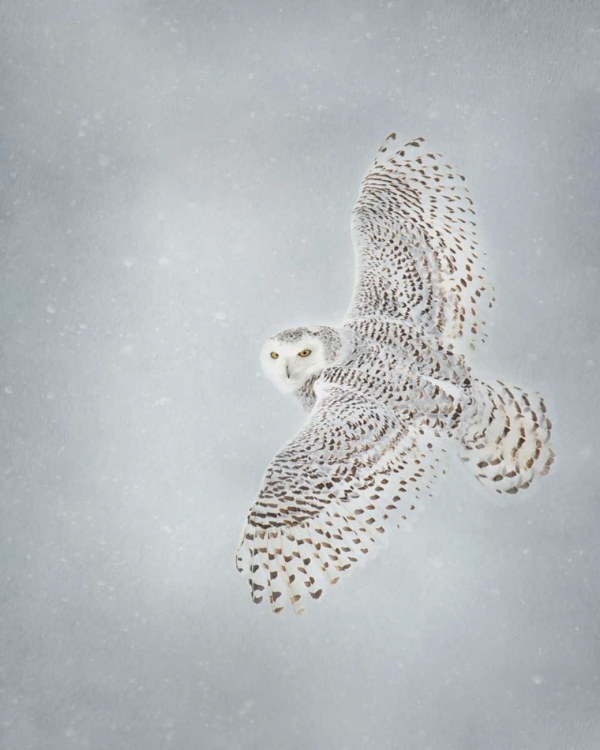 Picture of OWL IN FLIGHT II