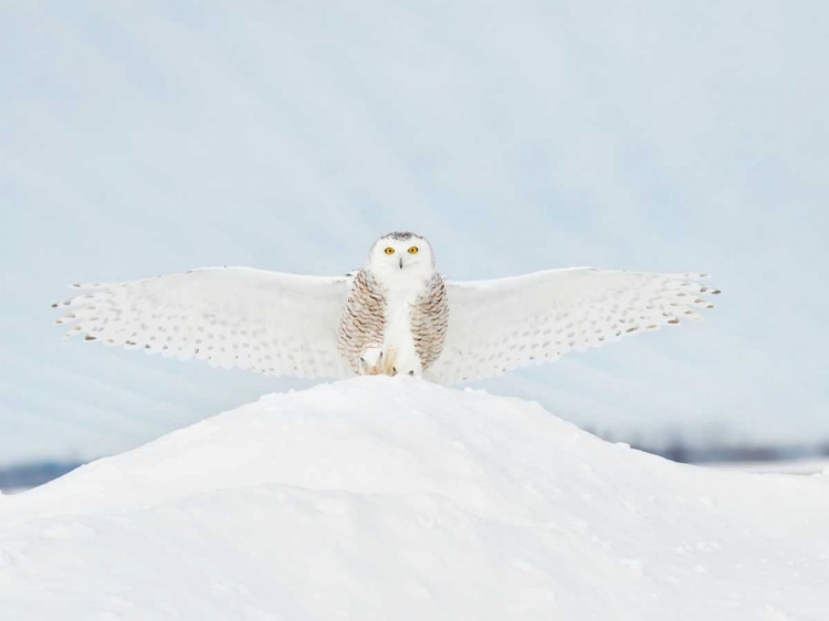 Picture of OWL IN FLIGHT III