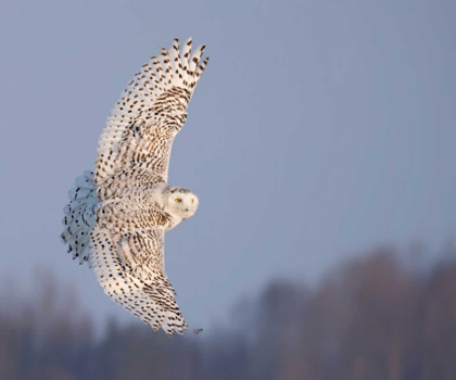 Picture of OWL IN FLIGHT V