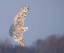 Picture of OWL IN FLIGHT V