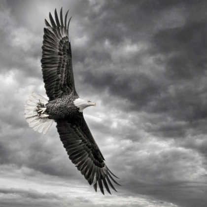 Picture of EAGLE IN FLIGHT