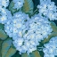 Picture of BLUE HYDRANGEAS II