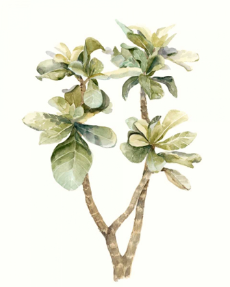 Picture of TROPICAL WATERCOLOR LEAVES III