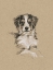 Picture of BREED SKETCHES IV