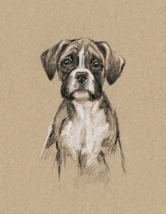 Picture of BREED SKETCHES V