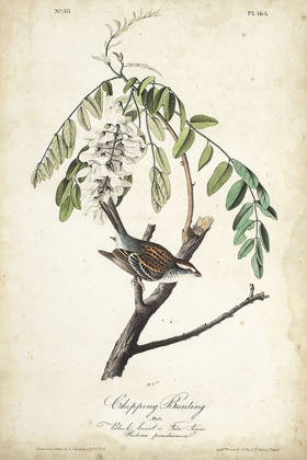 Picture of DELICATE BIRD AND BOTANICAL I