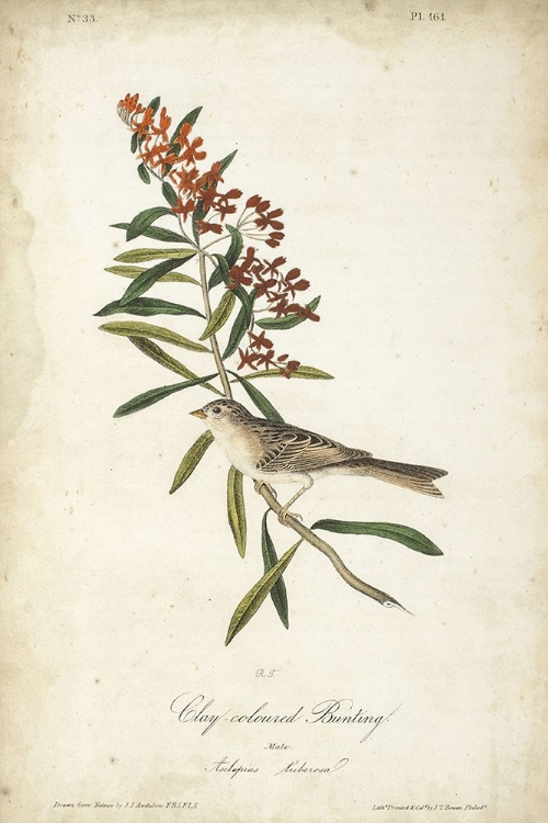 Picture of DELICATE BIRD AND BOTANICAL II