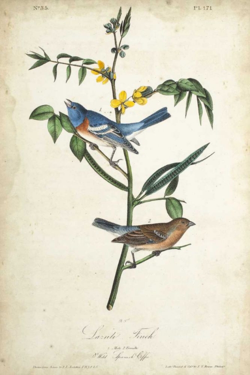 Picture of DELICATE BIRD AND BOTANICAL IV