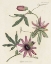 Picture of LAVENDER BLOOMS II