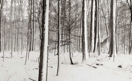 Picture of A SNOWY WALK I