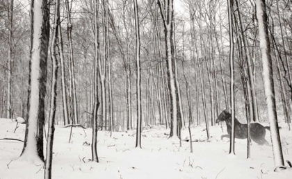 Picture of A SNOWY WALK II